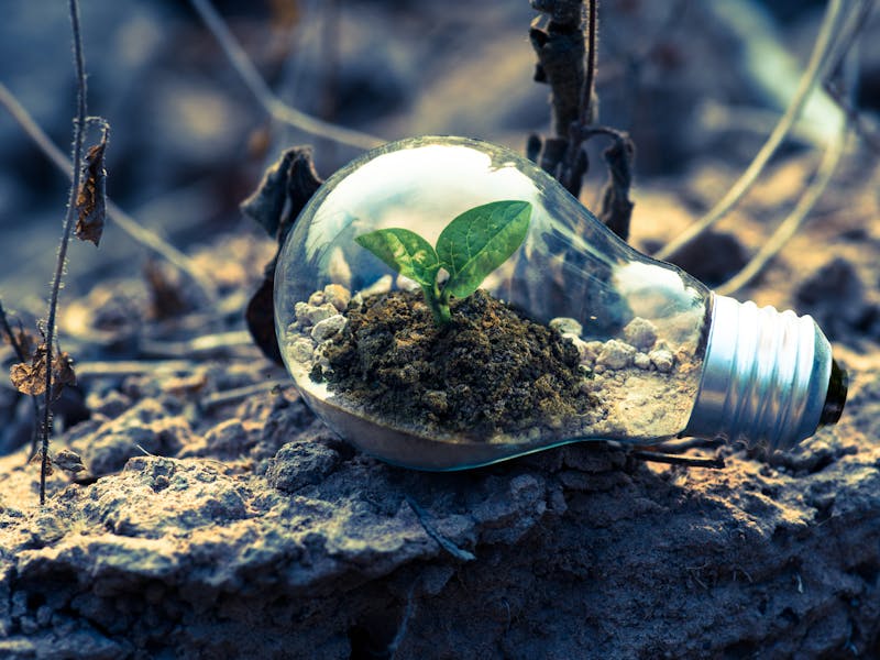 Growth and innovation — plant growing inside a lightbulb